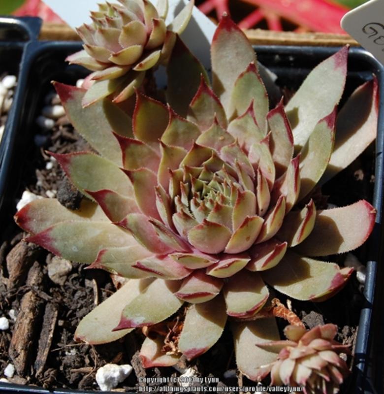 Nörtoft's Beauty