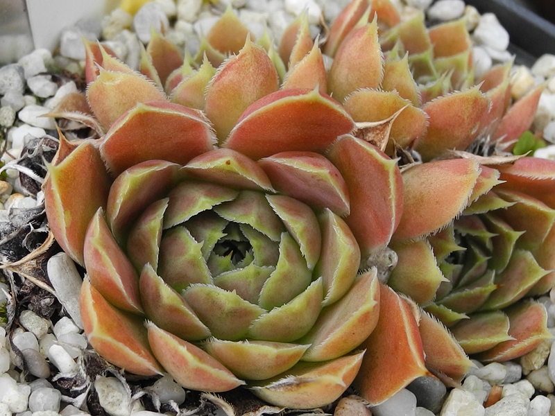 Nannette / Jovi