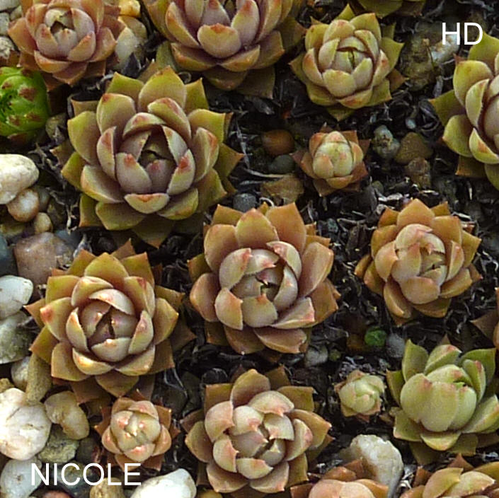 Nicole