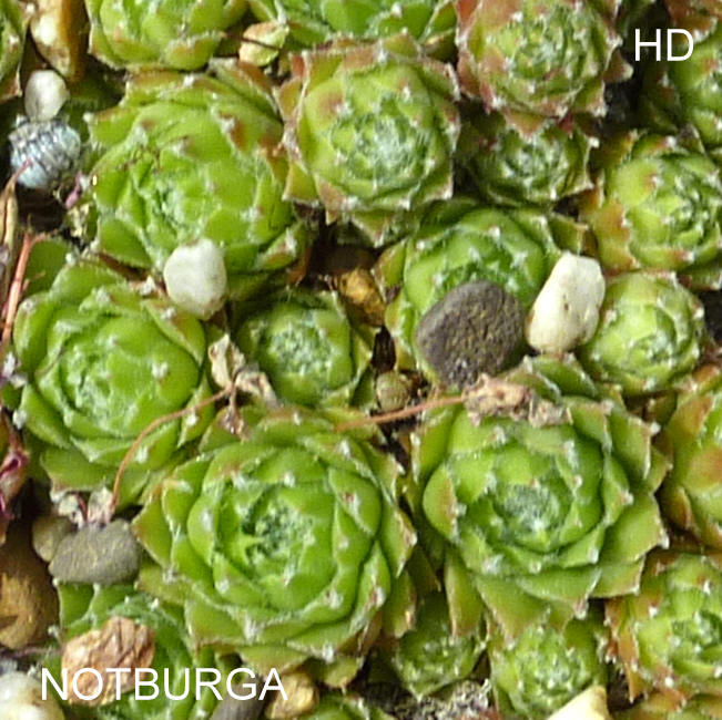 Notburga