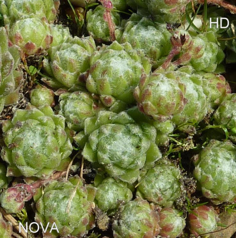 Nova