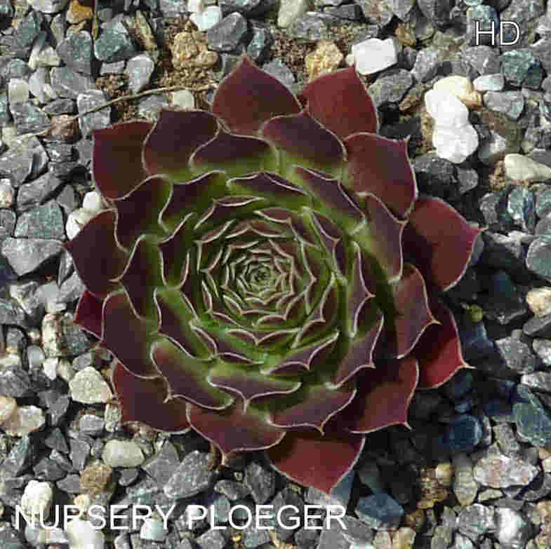 Nursery Ploeger / Jovi