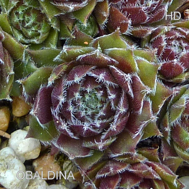 Obaldina