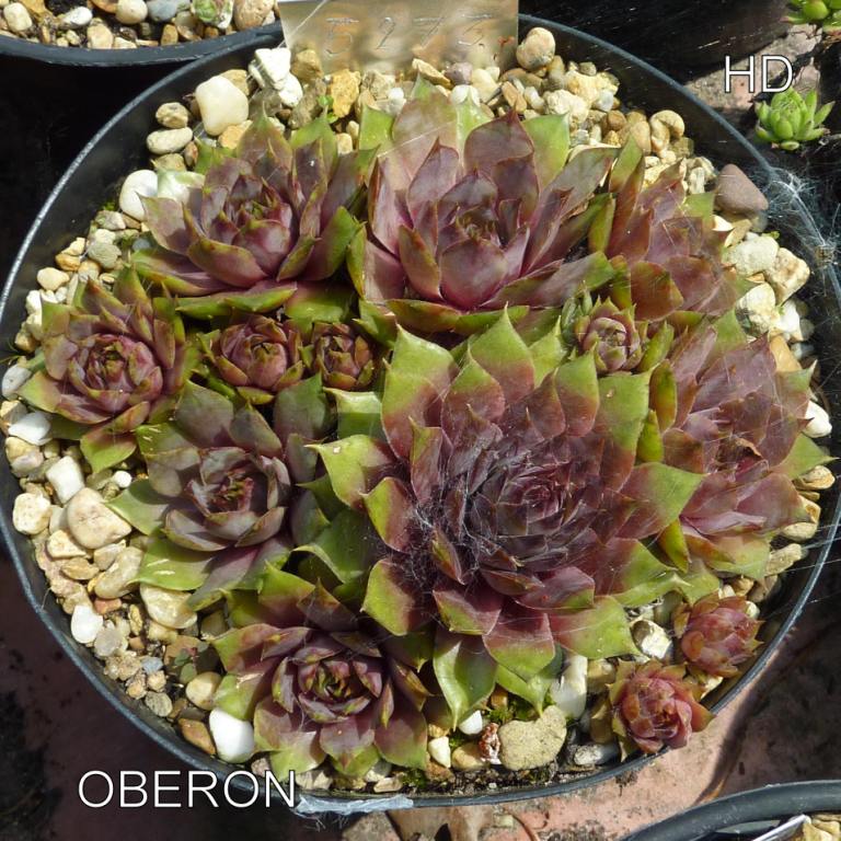 Oberon
