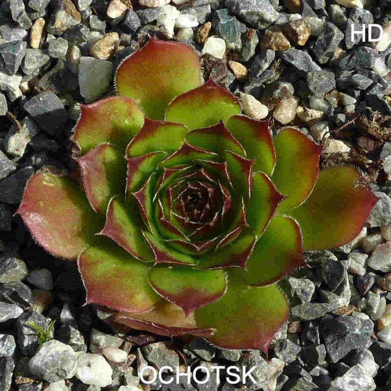 Ochotsk / Jovi