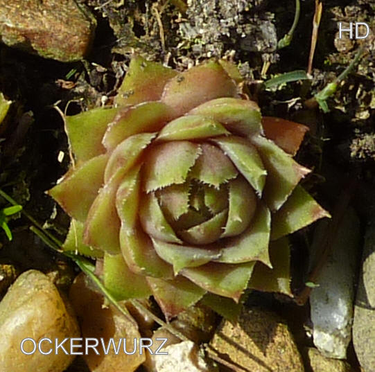 Ockerwurz