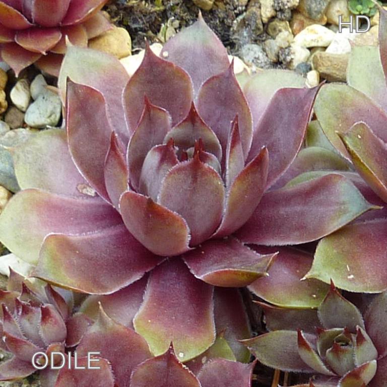 Odile