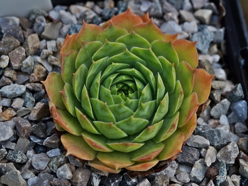 Ogarita