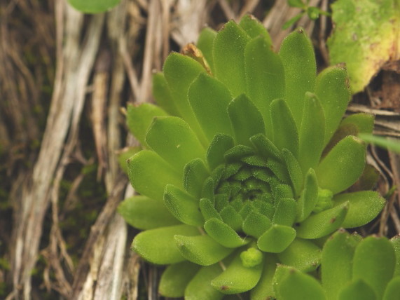 montanum ssp. carpathicum from Malý svah