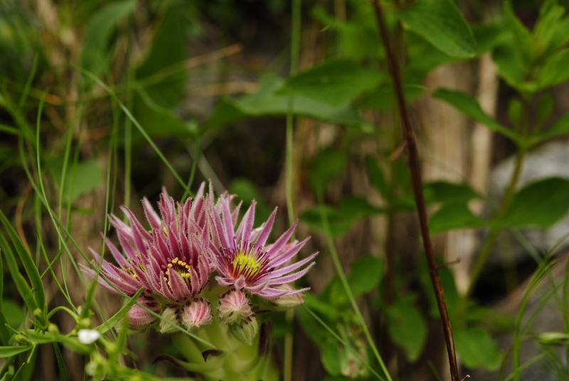 montanum ssp. carpathicum from Malý svah