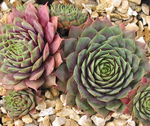 Hall's Variety