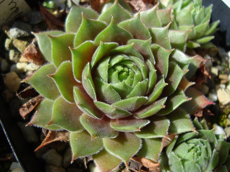Hortulanus Smit