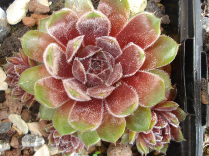 Niphetos