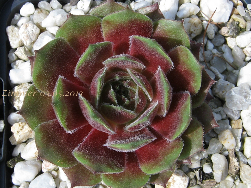 Heike