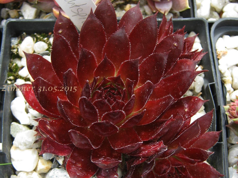 Nachtspiel