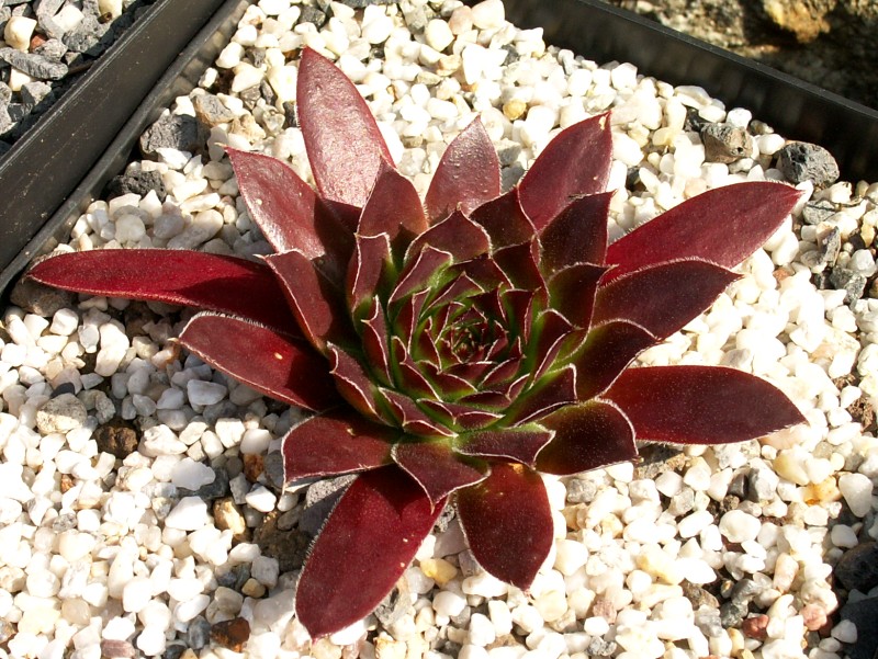 Hortensia / Jovi