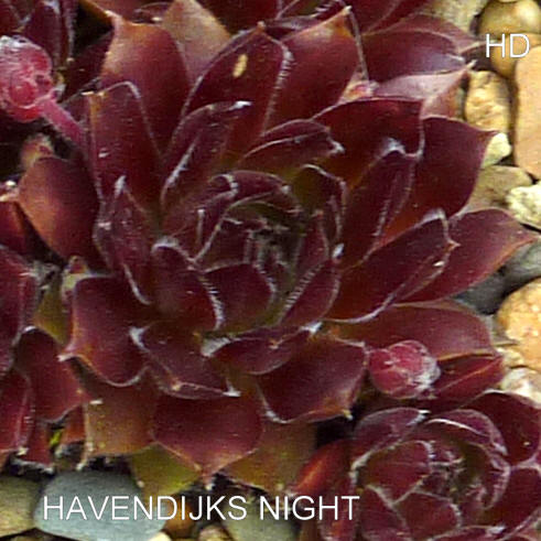 Havendijks Knight