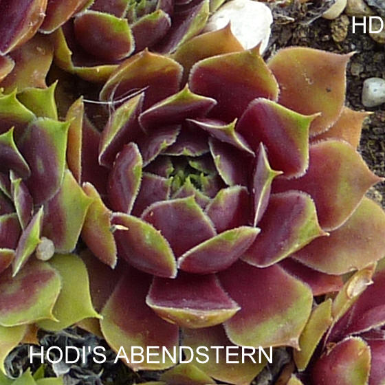 Hodi's Abendstern