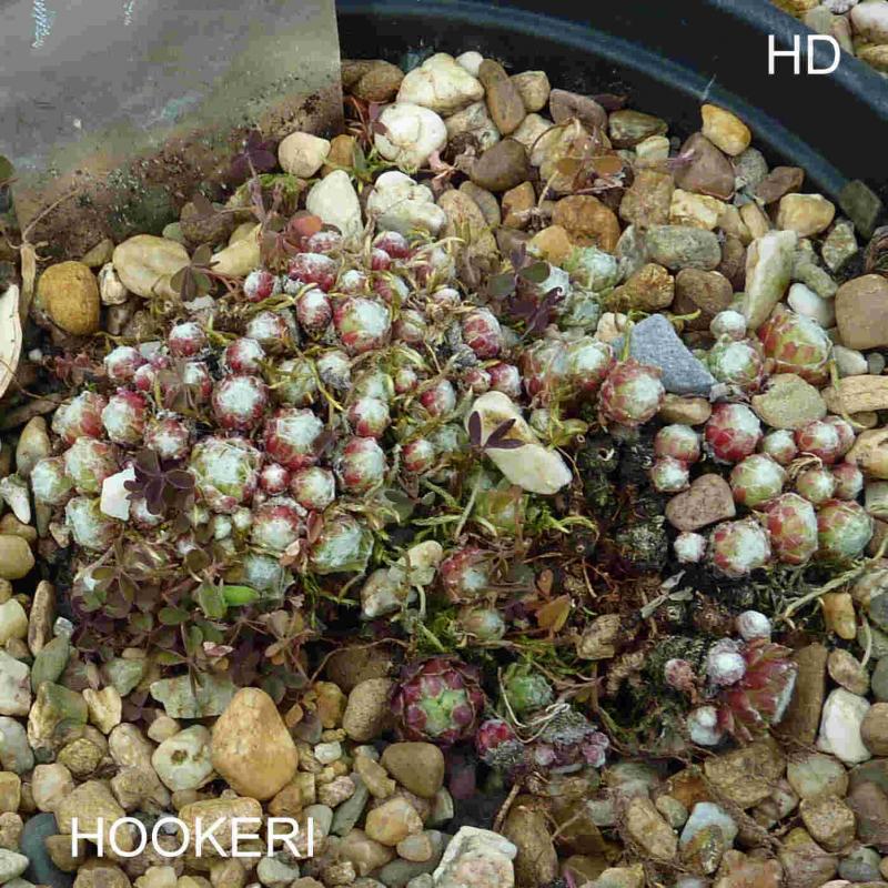 Hookeri