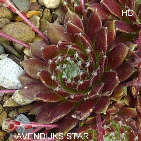 Havendijks Star
