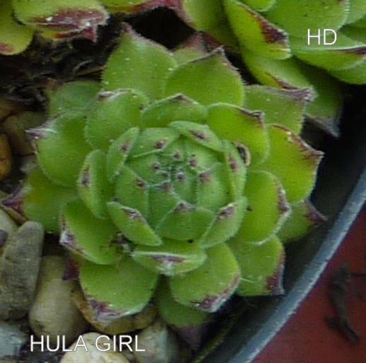 Hula Girl