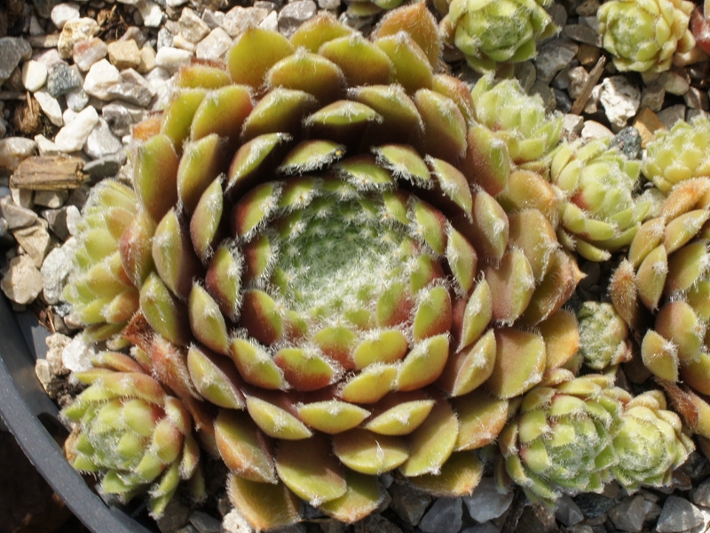 Haullauer's Seedling