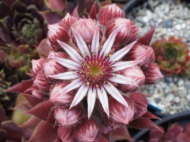 Herringer Rose