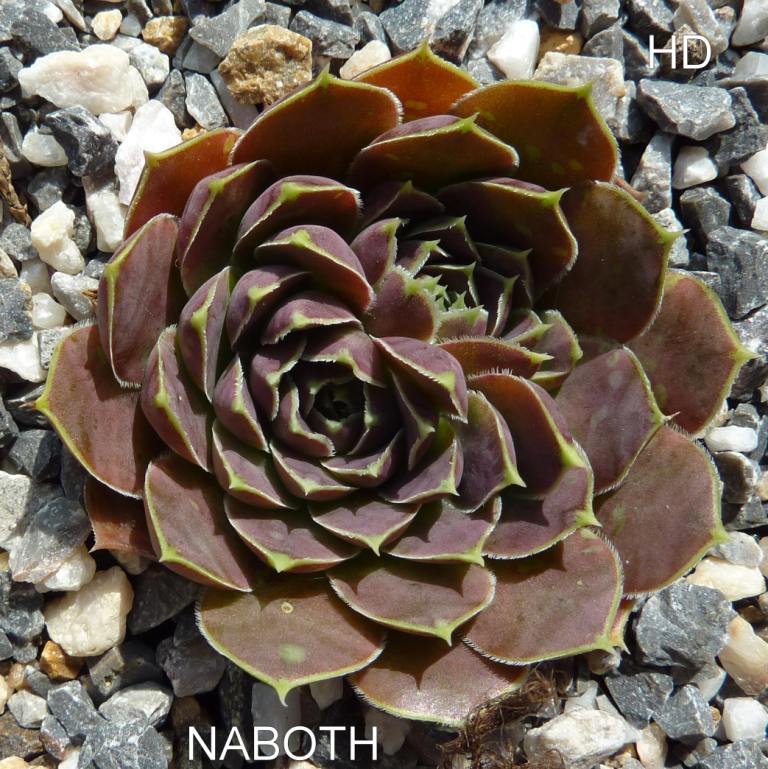 Naboth / Jovi