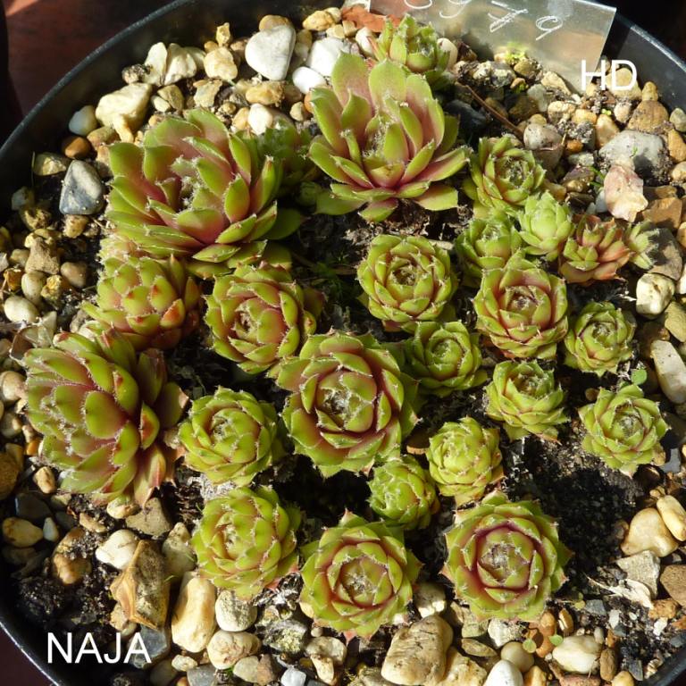 Naja