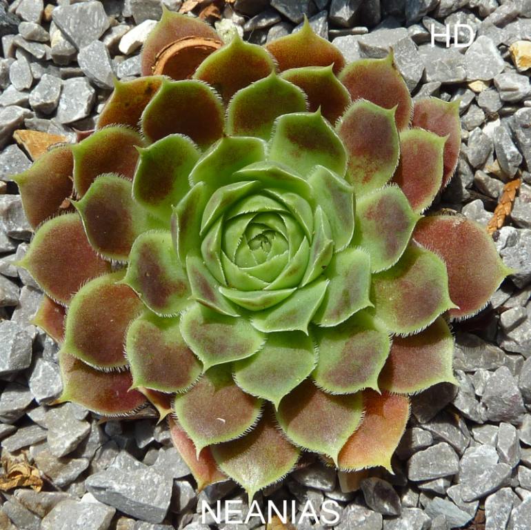 Neanias / Jovi