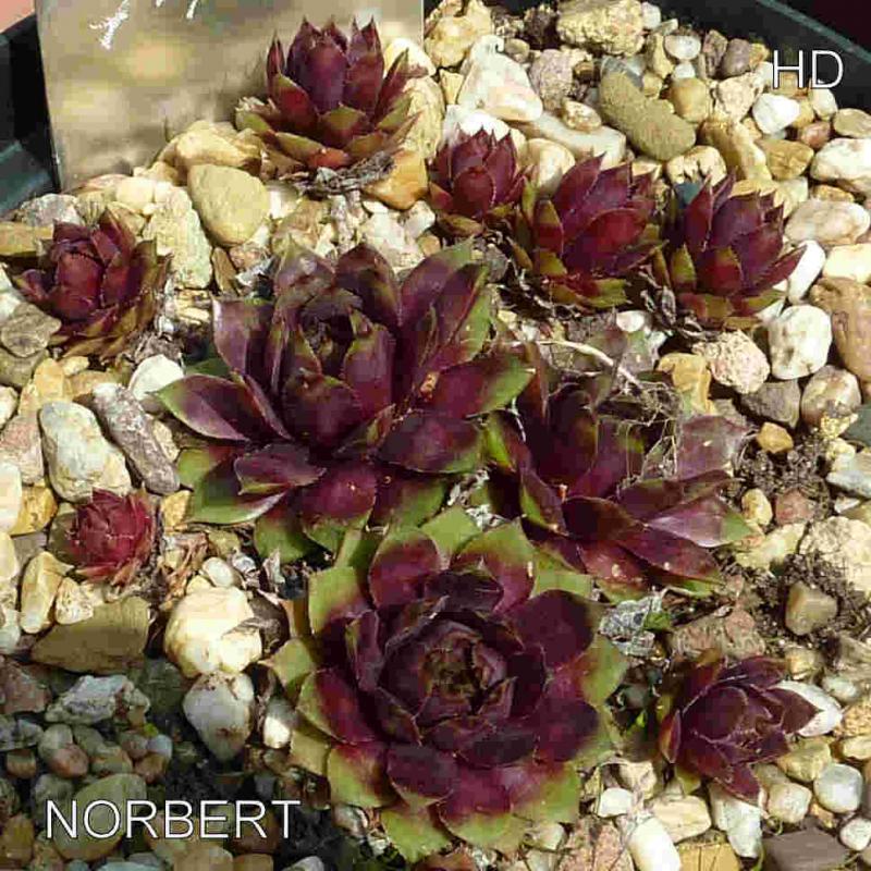 Norbert