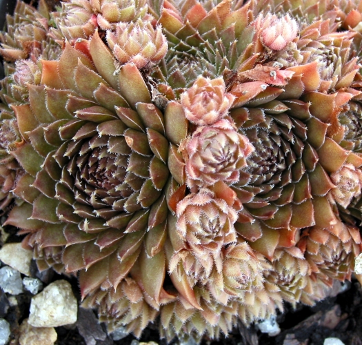 Nouveau Pastel