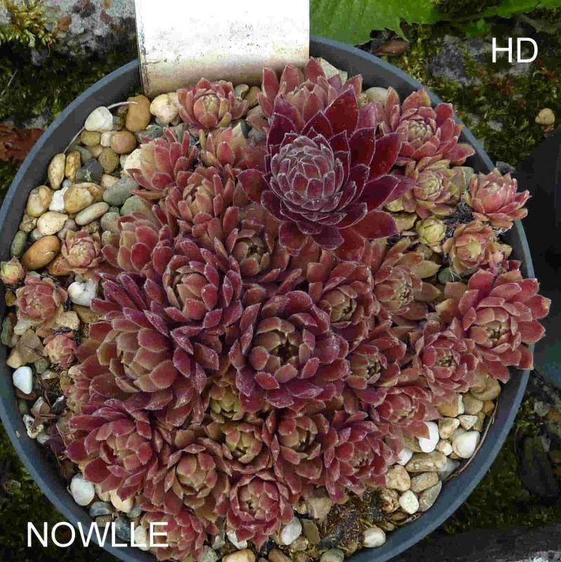 Nowlle