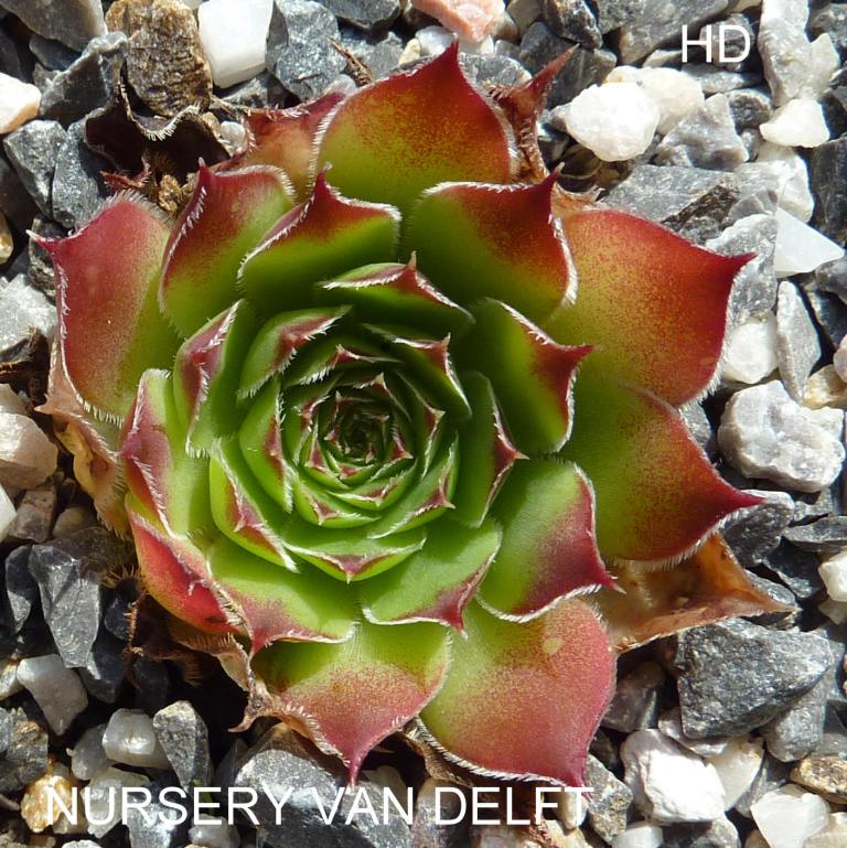 Nursery Van Delft / Jovi