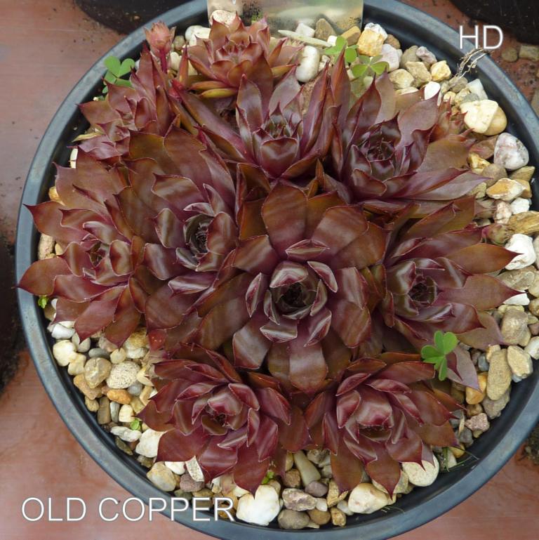 Old Copper