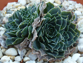 Hyacinth / Jovi