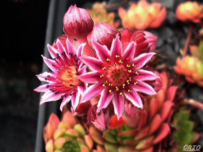 Hall's Variety