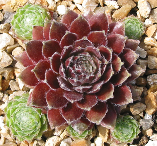 Haullauer's Seedling