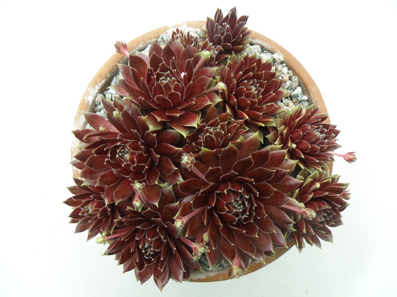 Heigham Red