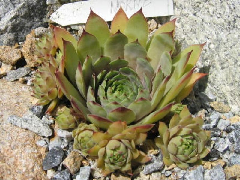 Norne