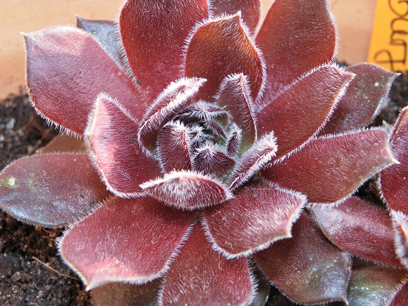 Ohio Burgundy