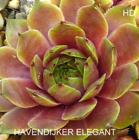 Havendijker Elegant