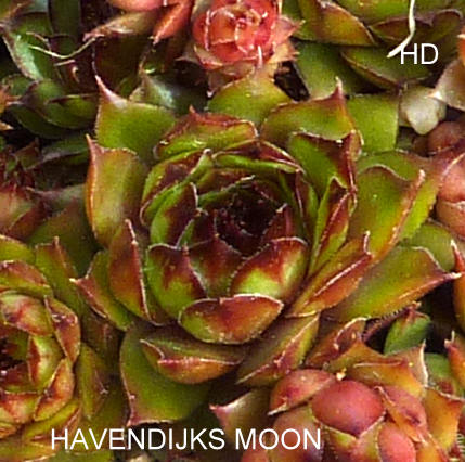Havendijks Moon