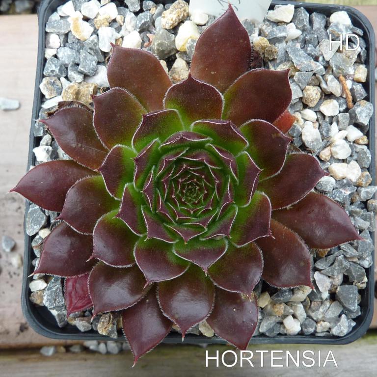 Hortensia / Jovi