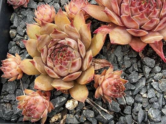 Hortulanus Smit