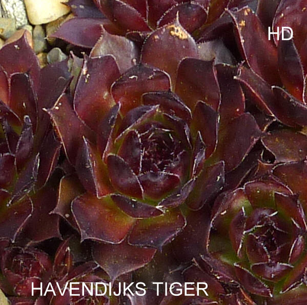 Havendijks Tiger