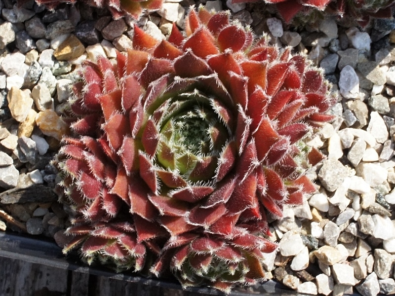 Obaldina