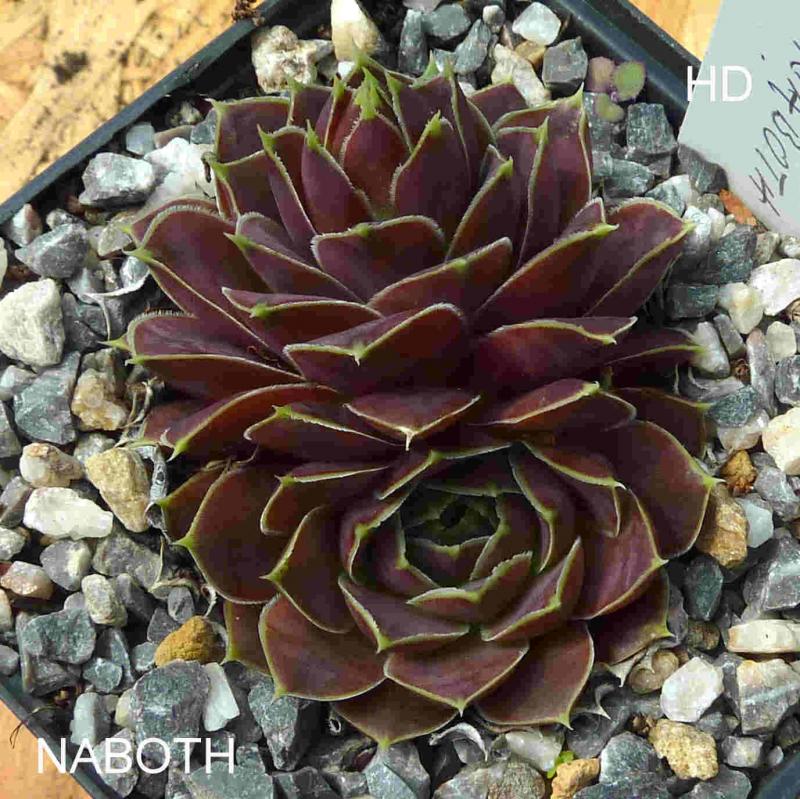 Naboth / Jovi