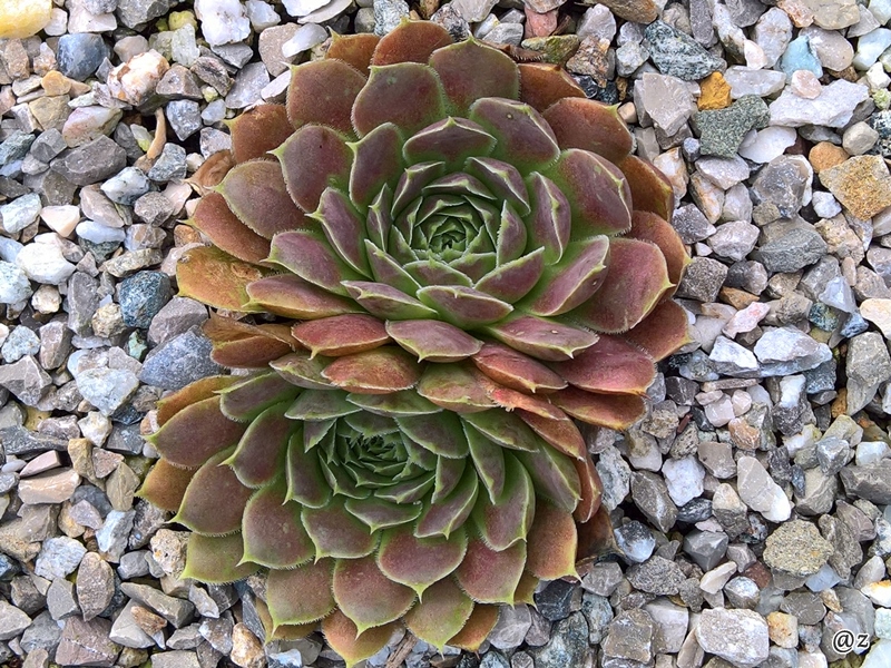 Neanias / Jovi