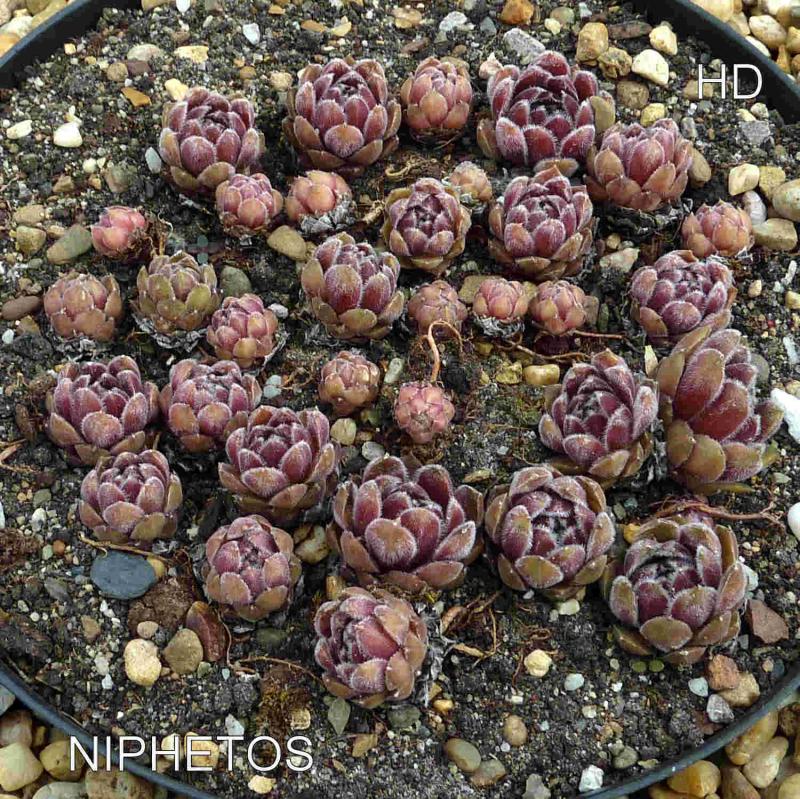 Niphetos
